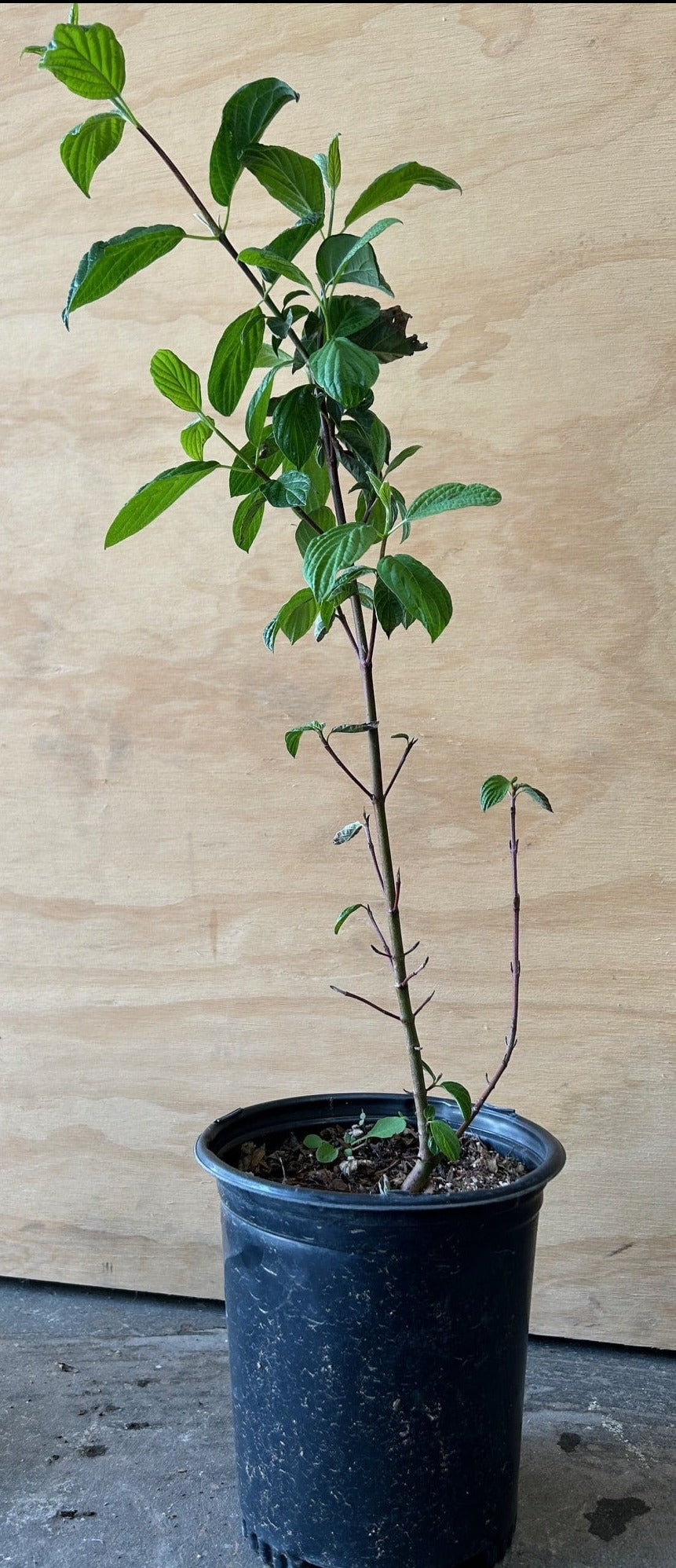 Cornus sericea, Red Osier Dogwood