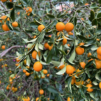 Meiwa Kumquat