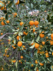 Meiwa Kumquat