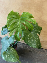 Monstera deliciosa Thai Constellation
