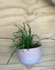 Italian Hanging  Indoor/Outdoor Planter with plant