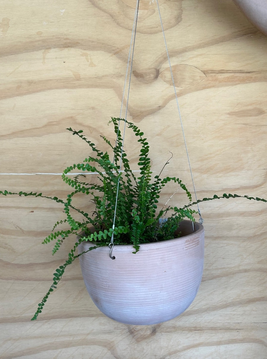 italian indoor plants Italian Hanging Indoor/Outdoor Planter