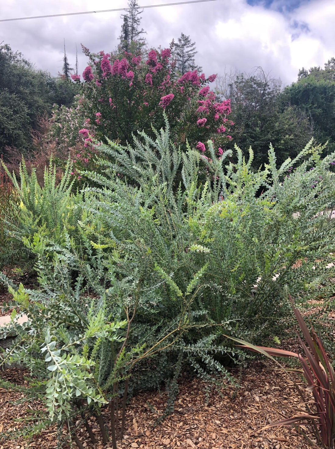 Acacia cultriformis, Knifeleaf acacia