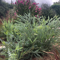 Acacia cultriformis, Knifeleaf acacia