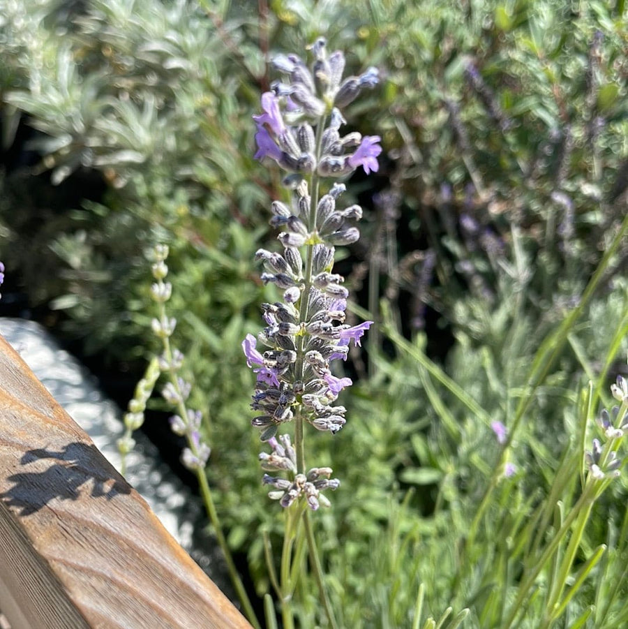 Lavandula Provence, Provence Lavender Flowers