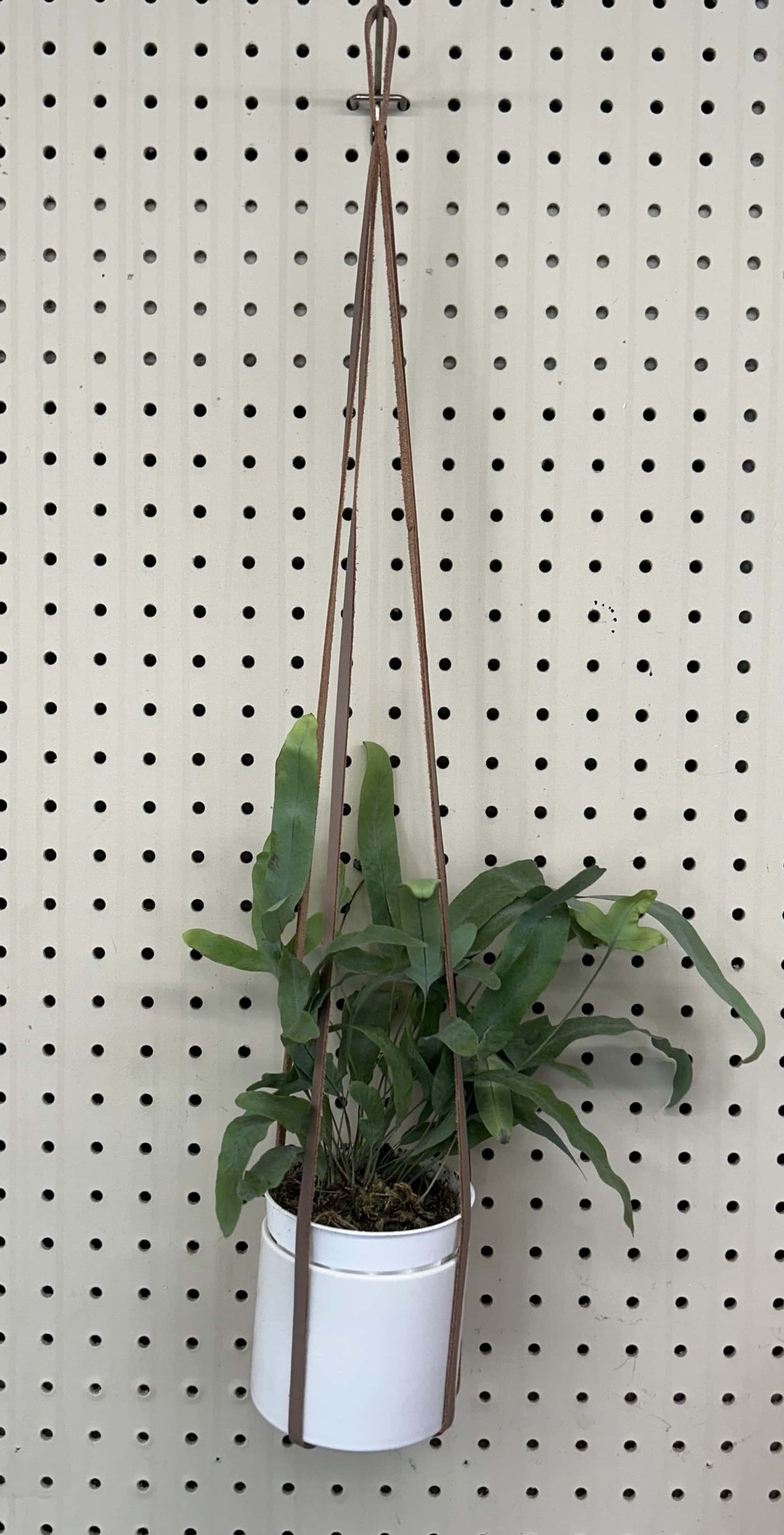 leather plant hanger Leather Plant Hanger – Plant Material