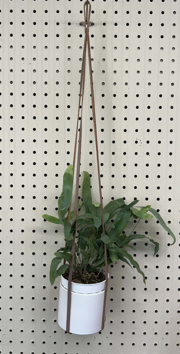 Leather Plant Hanger with plant