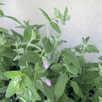 Lepechinia fragrans, Pitcher Sage foliage