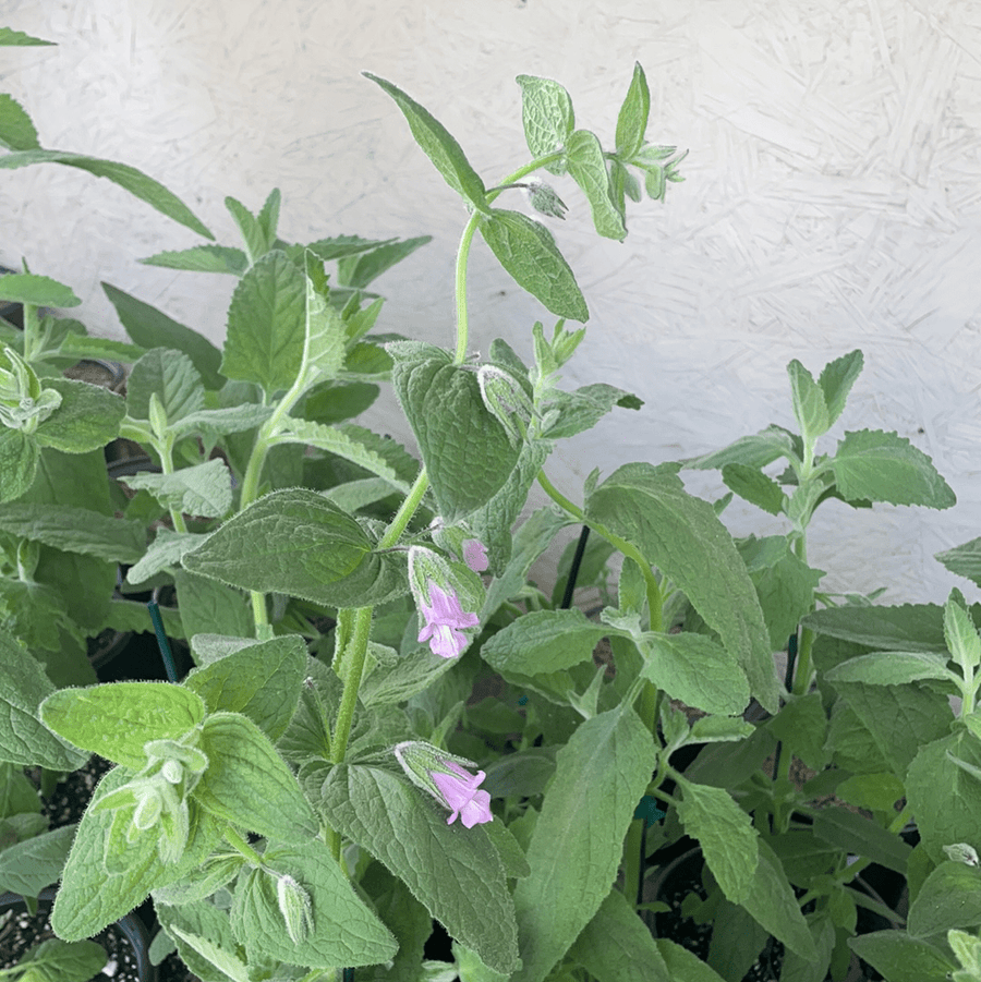 Lepechinia fragrans, Pitcher Sage foliage