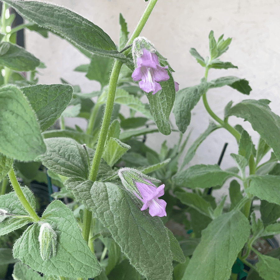 Lepechinia fragrans, Pitcher Sage Flower