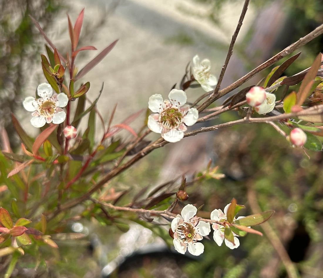 Leptospermum 'Dark Shadows'