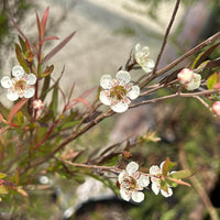 Leptospermum 'Dark Shadows'