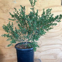 Leptospermum 'Flat Rock', Shining Tea Tree 5 Gallon