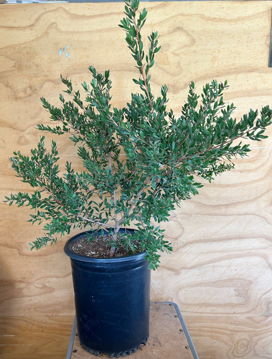 Leptospermum 'Flat Rock', Shining Tea Tree 5 Gallon