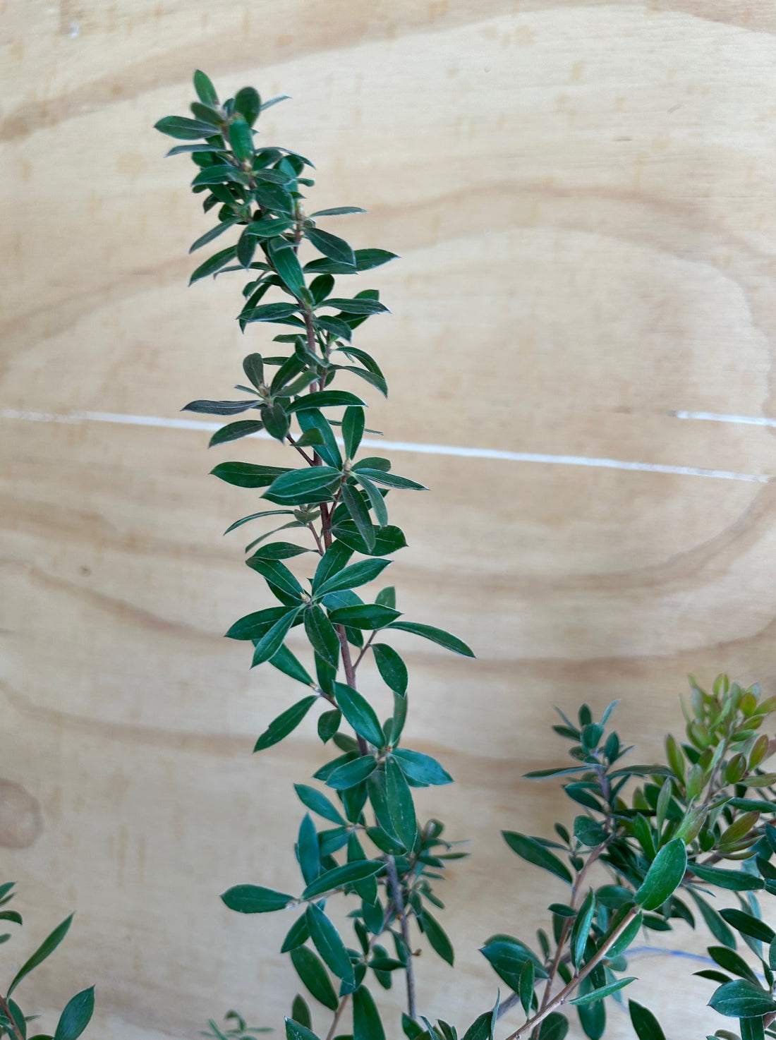 Leptospermum 'Flat Rock', Shining Tea Tree foliage