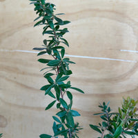 Leptospermum 'Flat Rock', Shining Tea Tree foliage