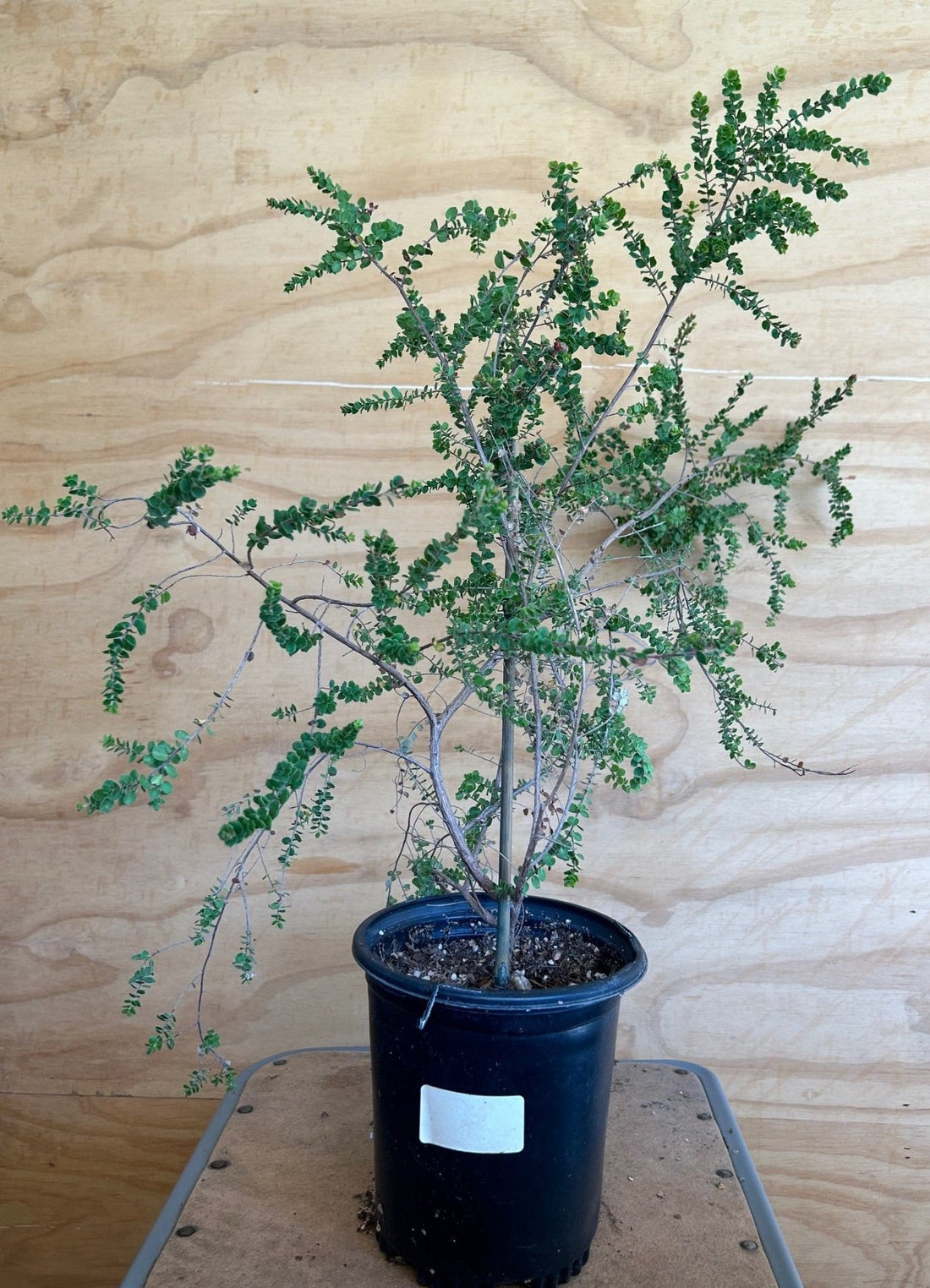 Leptospermum rotundifolium, Round Leaf Tea Tree 1 Gallon