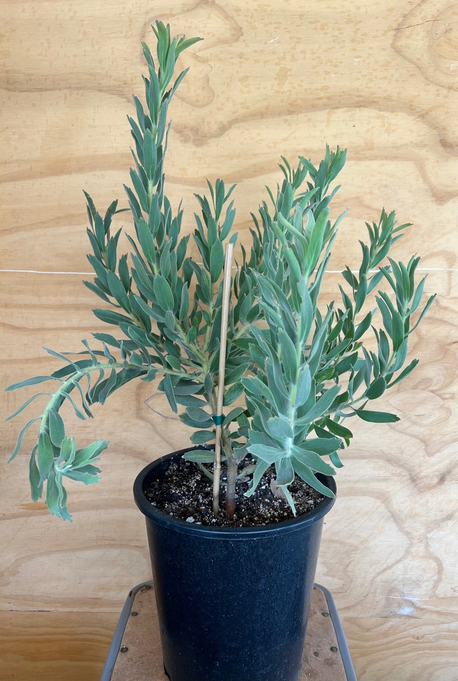 Leucospermum helena, Helena Pincushion 5 Gallon