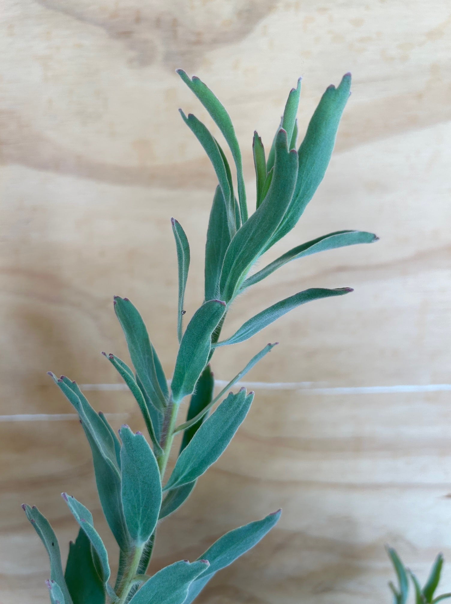 Leucospermum helena, Helena Pincushion foliage