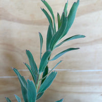 Leucospermum helena, Helena Pincushion foliage