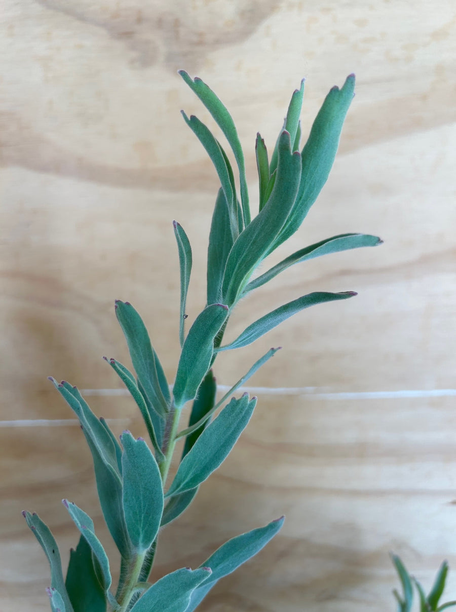 Leucospermum helena, Helena Pincushion foliage