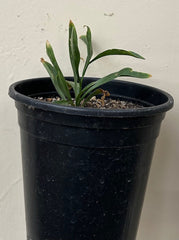 Lilium parvum crocatum, Fairy Lily 1 gallon