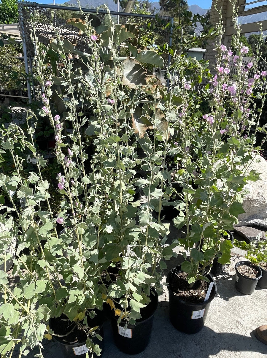 Malacothamnus fasciculatus 'Casitas' 5 gallon