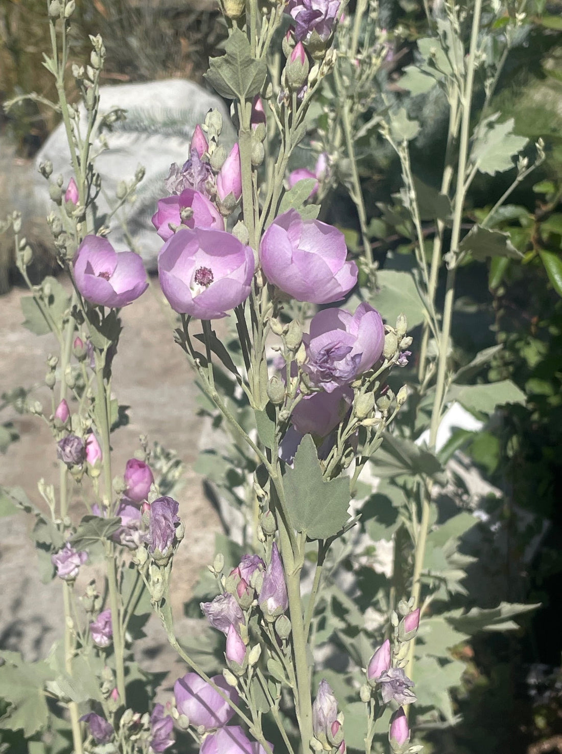 Malacothamnus fasciculatus 'Casitas' flower