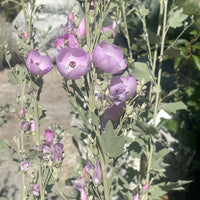 Malacothamnus fasciculatus 'Casitas' flower