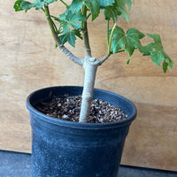 Malva 'Purisima' , Purisima Tree Mallow 1 Gallon