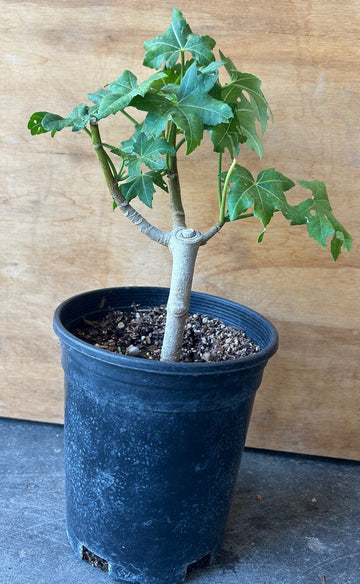 Malva 'Purisima' , Purisima Tree Mallow 1 Gallon