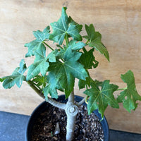 Malva 'Purisima' , Purisima Tree Mallow