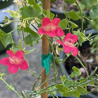 Maurandella antirrhiniflora, Roving Sailor flower