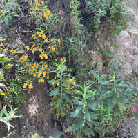 Mimulus aurantiacus, Diplacus on hillside