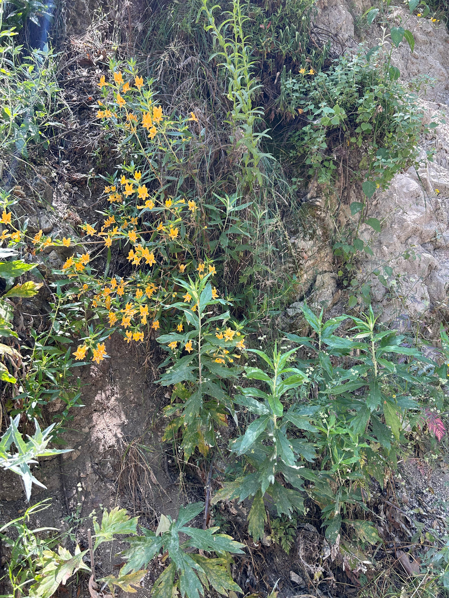 Mimulus aurantiacus, Diplacus on hillside