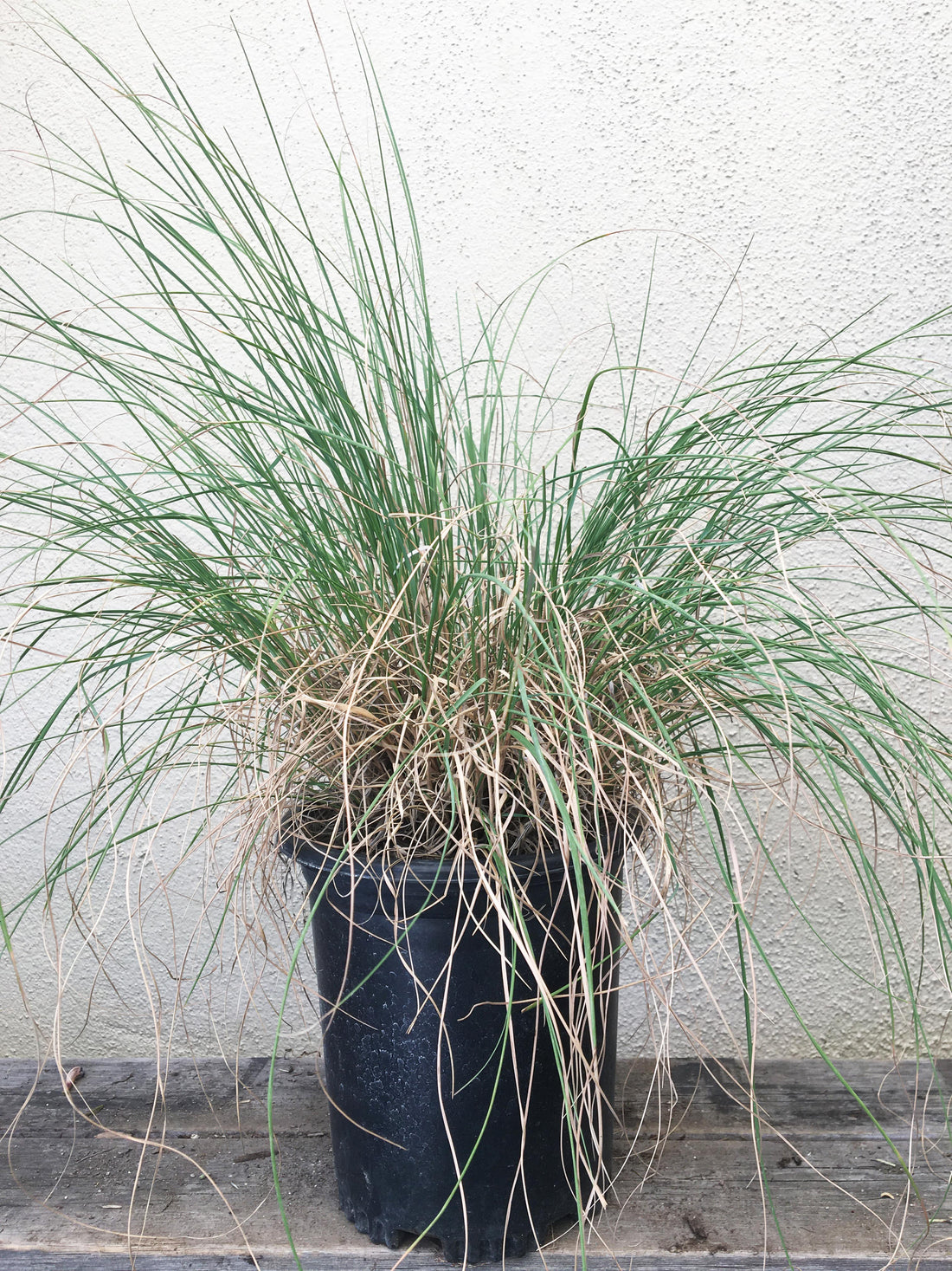 Muhlenbergia reverchonii, Rose muhly