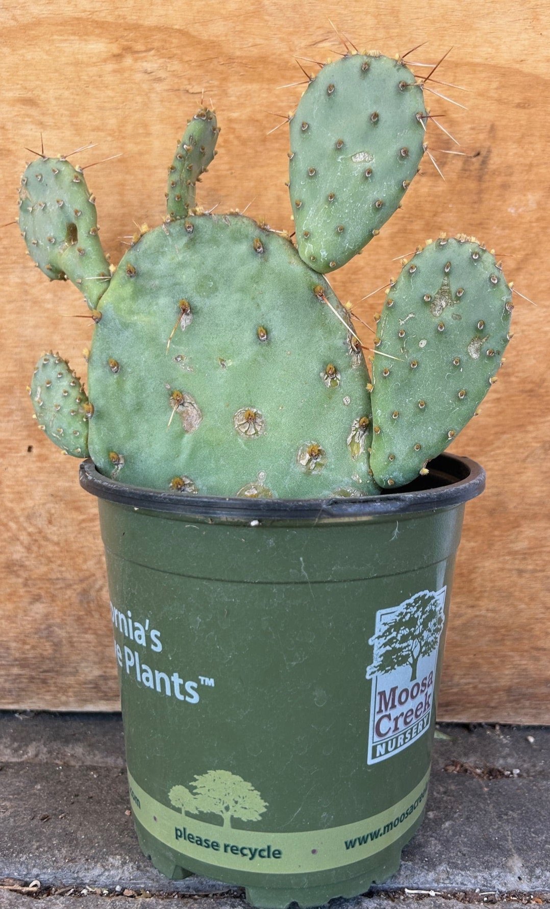 Opuntia phaeacantha, Tulip Pricklypear 1 Gallon