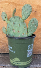 Opuntia phaeacantha, Tulip Pricklypear 1 Gallon