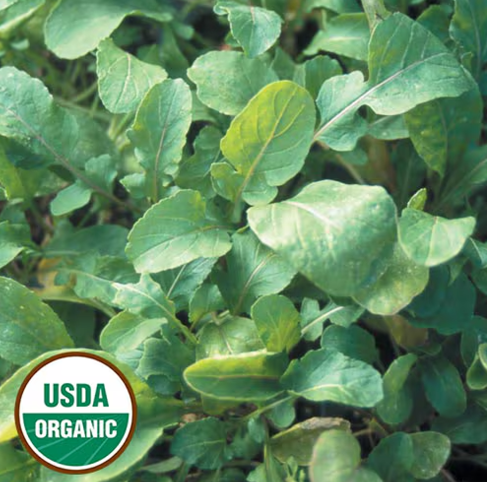 Organic Arugula - Eruca sativa Seeds