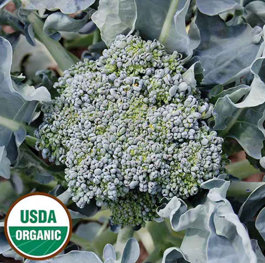 Organic Calabrese Broccoli Seeds