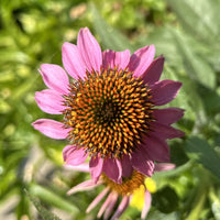 Organic Echinacea