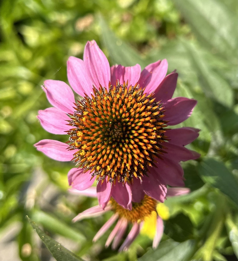 Organic Echinacea