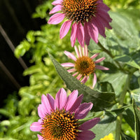 Organic Echinacea