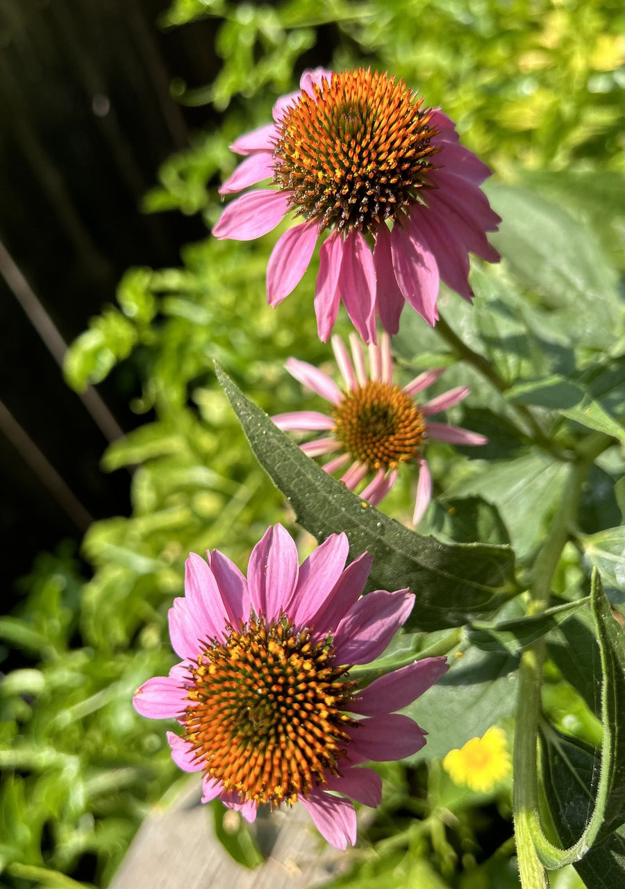 Organic Echinacea