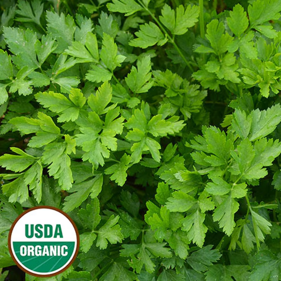 Organic Giant from Italy Parsley Seeds