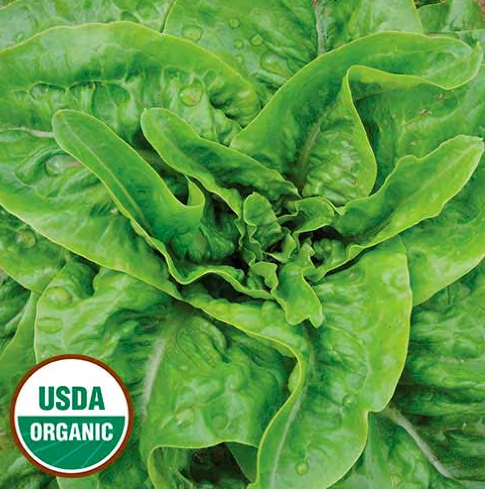 Organic Jebousek Lettuce Seeds