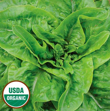 Organic Jebousek Lettuce Seeds