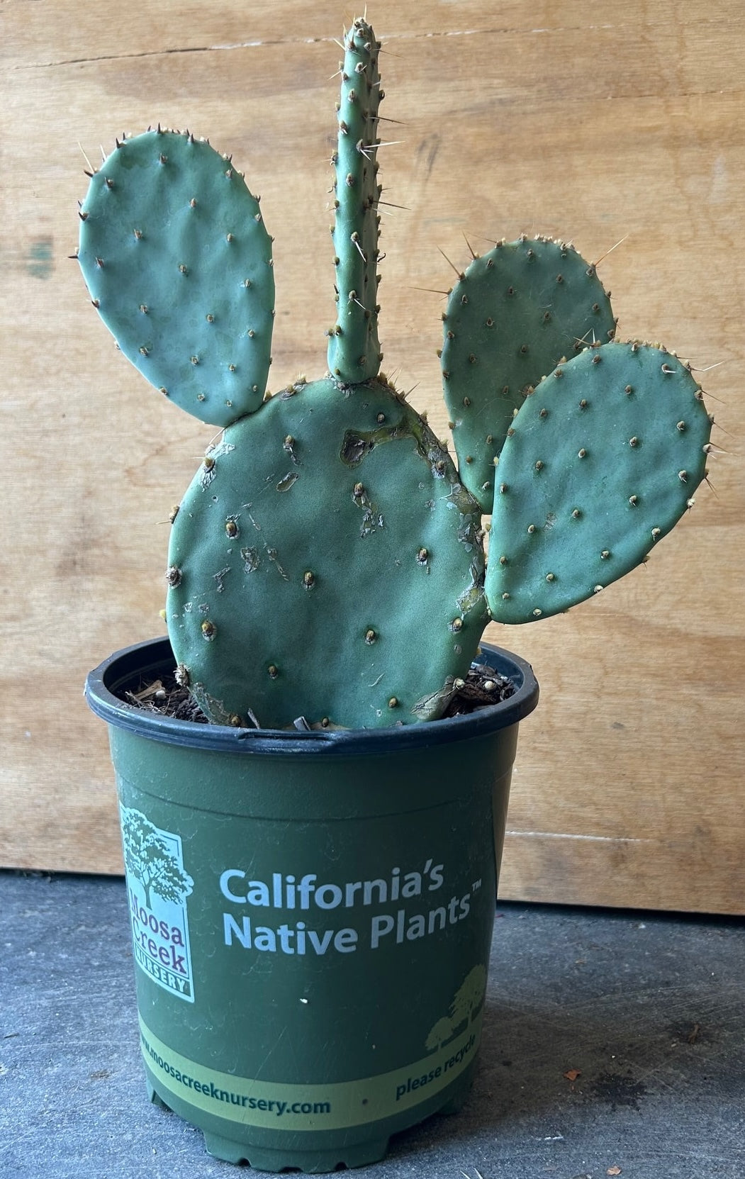 Pachycereus pringlei, Mexican giant cactus