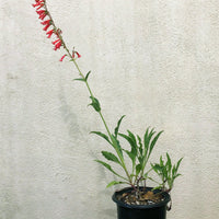 Penstemon eatonii, Eaton's Firecracker 1 Gallon