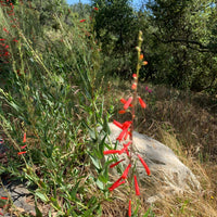 Penstemon eatonii, Eaton's Firecracker flower